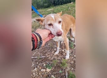 UNY eine perfekte Mini Podenca