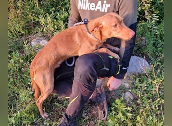 ELIAH ein aufgeschlossener Junghund