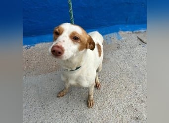 CHIRA die freundliche Hündin