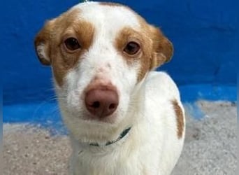 CHIRA die freundliche Hündin