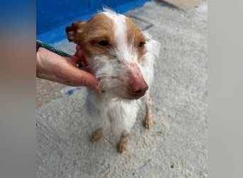 BLACK ein lieber und sanfter Rüce