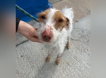 BLACK ein lieber und sanfter Rüce