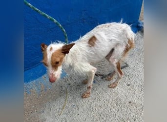 BLACK ein lieber und sanfter Rüce