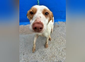 CHIRA die freundliche Hündin