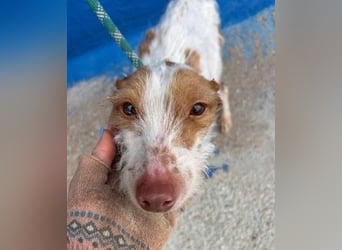 BLACK ein lieber und sanfter Rüce