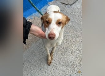 CHIRA die freundliche Hündin