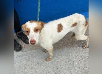 CHIRA die freundliche Hündin