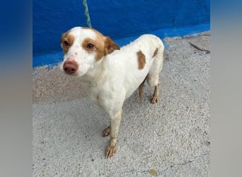 CHIRA die freundliche Hündin