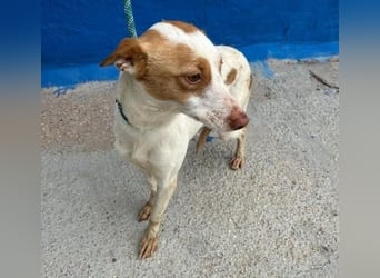 CHIRA die freundliche Hündin