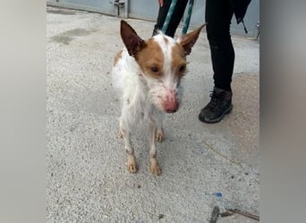 BLACK ein lieber und sanfter Rüce