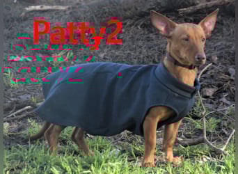 Patty2 geb. 01/2025 (ESP) - kontaktfreudige und verschmuste, kleine Podenca Maneto!