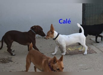 Calé geb. 05/2026 (ESP) - kleiner, verspielter Maneto-Mann sucht sein Körbchen!