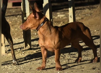 Patty2 geb. 01/2025 (ESP) - kontaktfreudige und verschmuste, kleine Podenca Maneto!