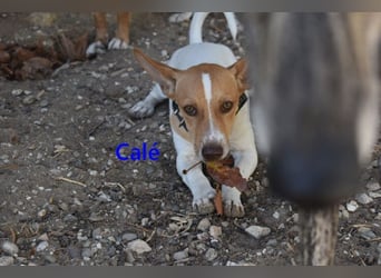 Calé geb. 05/2026 (ESP) - kleiner, verspielter Maneto-Mann sucht sein Körbchen!