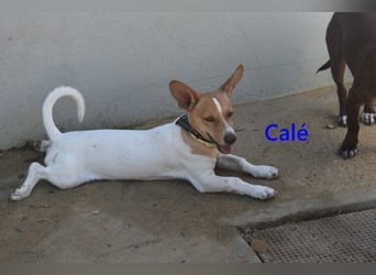 Calé geb. 05/2026 (ESP) - kleiner, verspielter Maneto-Mann sucht sein Körbchen!