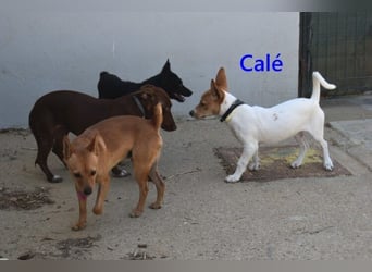 Calé geb. 05/2026 (ESP) - kleiner, verspielter Maneto-Mann sucht sein Körbchen!