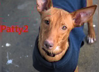 Patty2 geb. 01/2025 (ESP) - kontaktfreudige und verschmuste, kleine Podenca Maneto!