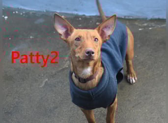 Patty2 geb. 01/2025 (ESP) - kontaktfreudige und verschmuste, kleine Podenca Maneto!