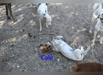 Calé geb. 05/2026 (ESP) - kleiner, verspielter Maneto-Mann sucht sein Körbchen!