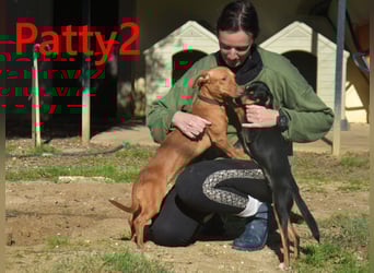 Patty2 geb. 01/2025 (ESP) - kontaktfreudige und verschmuste, kleine Podenca Maneto!