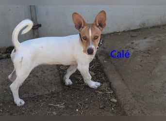 Calé geb. 05/2026 (ESP) - kleiner, verspielter Maneto-Mann sucht sein Körbchen!