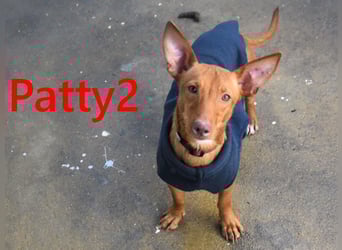 Patty2 geb. 01/2025 (ESP) - kontaktfreudige und verschmuste, kleine Podenca Maneto!