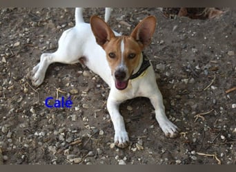 Calé geb. 05/2026 (ESP) - kleiner, verspielter Maneto-Mann sucht sein Körbchen!