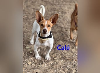 Calé geb. 05/2026 (ESP) - kleiner, verspielter Maneto-Mann sucht sein Körbchen!