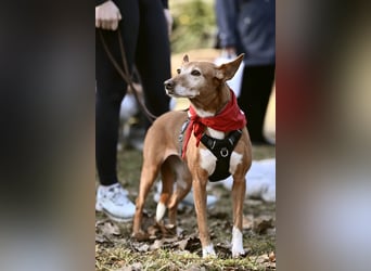 Canela - Podenco Hündin sucht (in Pflegestelle / Tierschutz)