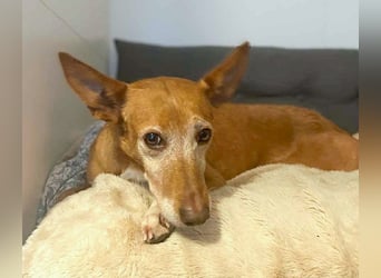 Canela - Podenco Hündin sucht (in Pflegestelle / Tierschutz)