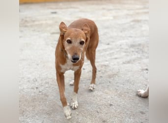 Canela - Podenco Hündin sucht (in Pflegestelle / Tierschutz)