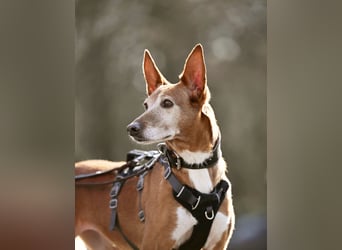 Canela - Podenco Hündin sucht (in Pflegestelle / Tierschutz)