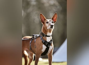 Canela - Podenco Hündin sucht (in Pflegestelle / Tierschutz)