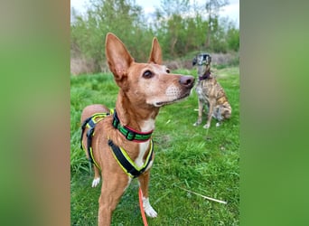 Canela - Podenco Hündin sucht (in Pflegestelle / Tierschutz)