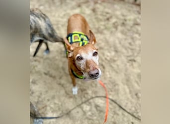 Canela - Podenco Hündin sucht (in Pflegestelle / Tierschutz)