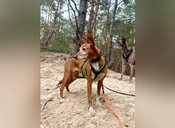 Canela - Podenco Hündin sucht (in Pflegestelle / Tierschutz)
