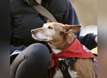Canela - Podenco Hündin sucht (in Pflegestelle / Tierschutz)