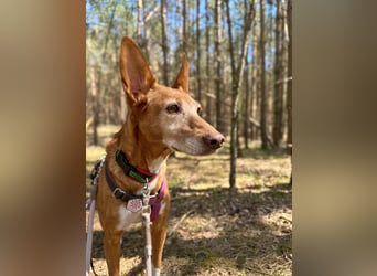 Canela - Podenco Hündin sucht (in Pflegestelle / Tierschutz)