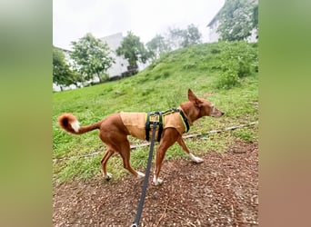 Canela - Podenco Hündin sucht (in Pflegestelle / Tierschutz)