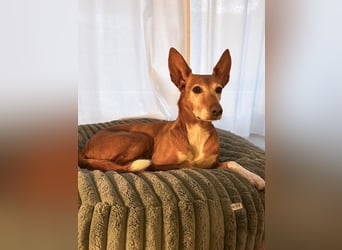 Canela - Podenco Hündin sucht (in Pflegestelle / Tierschutz)