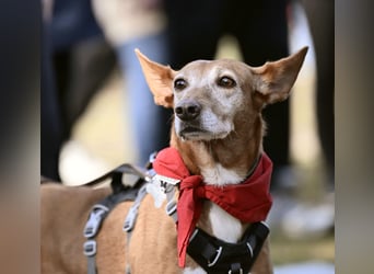 Canela - Podenco Hündin sucht (in Pflegestelle / Tierschutz)