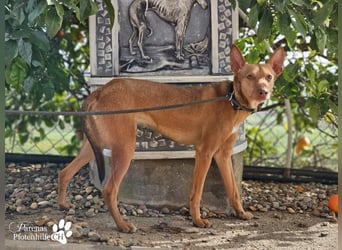 Merlin ist anfangs zurückhaltend, fast aber schnell Vertrauen