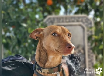 Merlin ist anfangs zurückhaltend, fast aber schnell Vertrauen