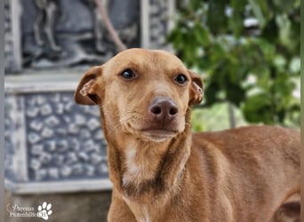 Merlin ist anfangs zurückhaltend, fast aber schnell Vertrauen