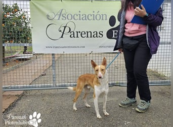 Nautico ist ein absoluter Schatz, fröhlich, verspielt und sehr verschmust