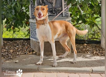 Nautico ist ein absoluter Schatz, fröhlich, verspielt und sehr verschmust