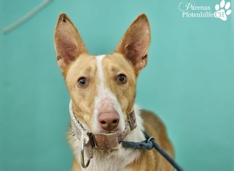 Nautico ist ein absoluter Schatz, fröhlich, verspielt und sehr verschmust