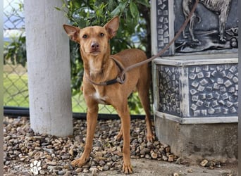 Merlin ist anfangs zurückhaltend, fast aber schnell Vertrauen