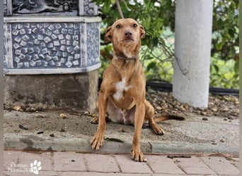 Merlin ist anfangs zurückhaltend, fast aber schnell Vertrauen