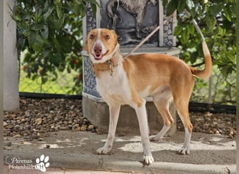 Nautico ist ein absoluter Schatz, fröhlich, verspielt und sehr verschmust